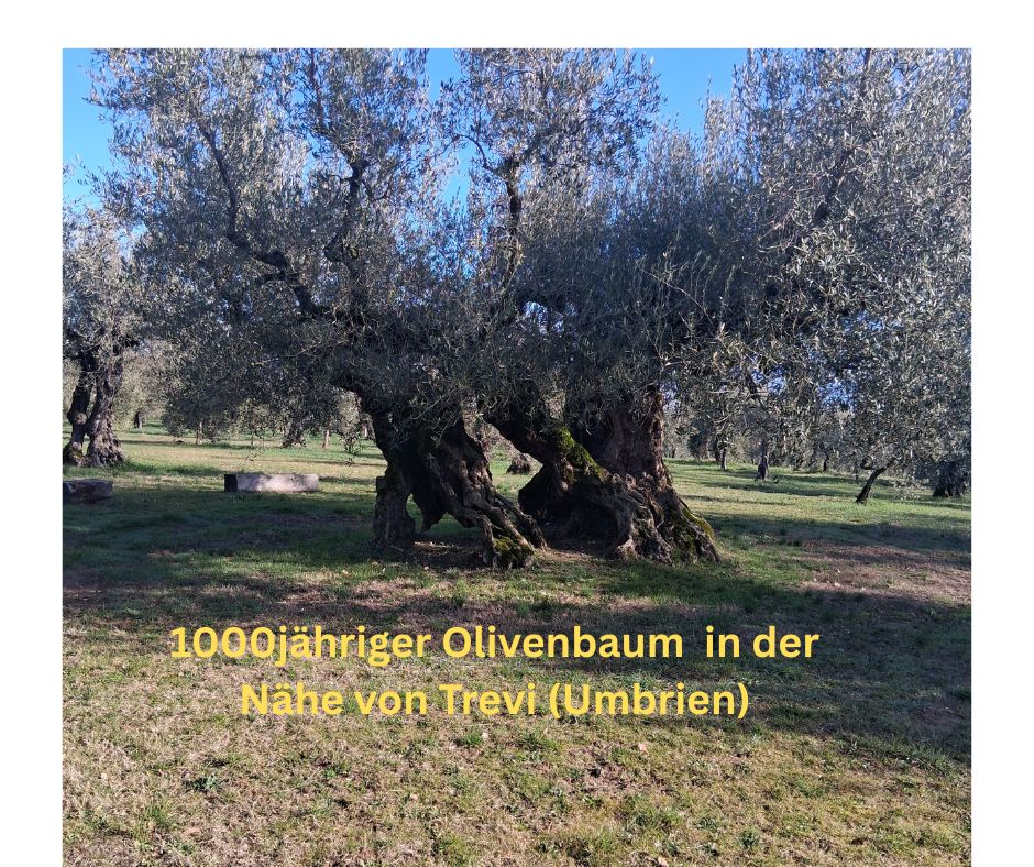 1000jähriger Olivenbaum - der könnte Geschichten erzählen