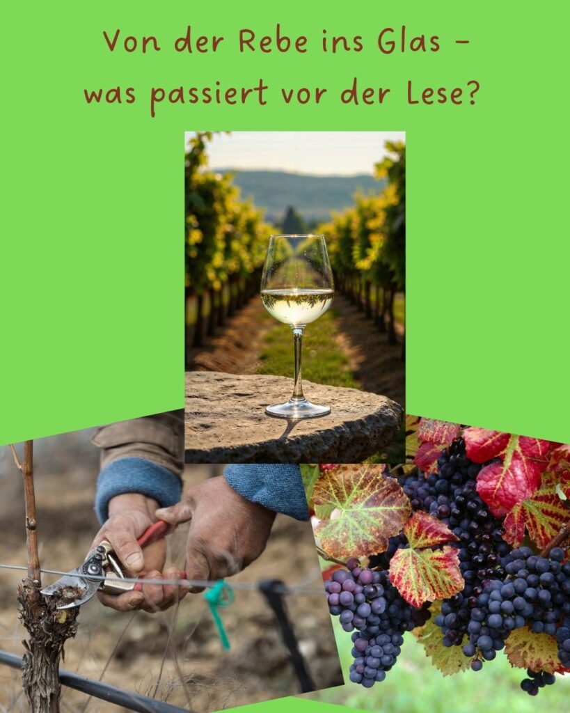Von der Rebe ins Glas