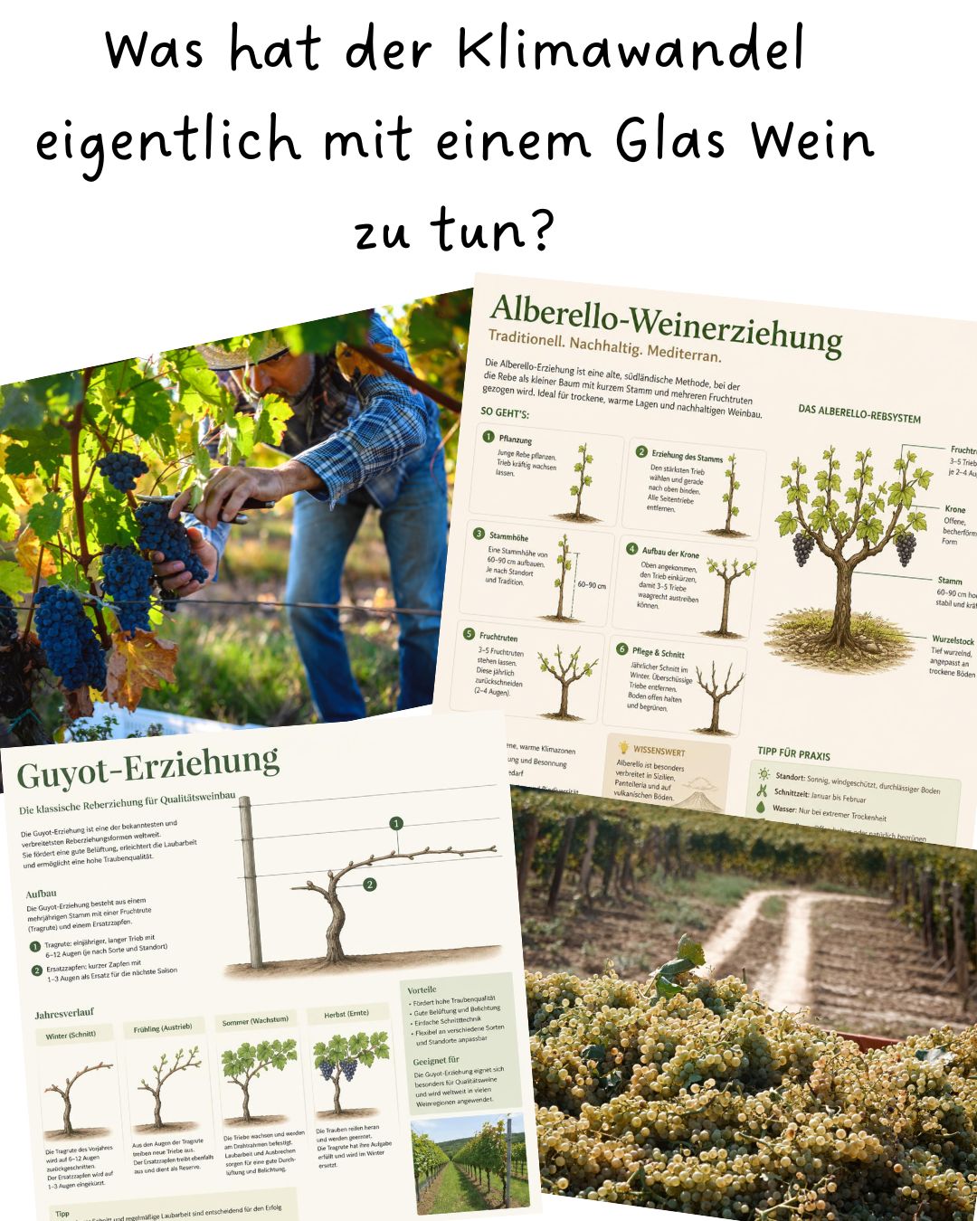Was hat der Klimawandel eigentlich mit einem Glas Wein zu tun