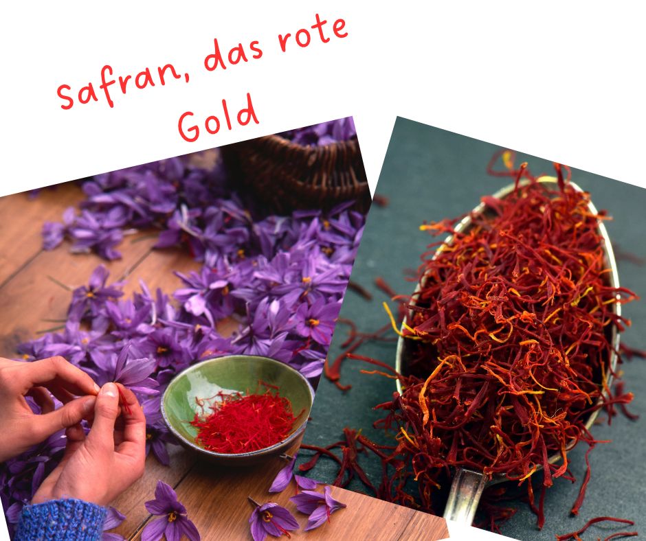 Safran, das rote Gold Italiens
